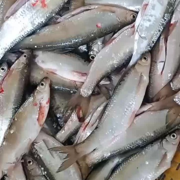 餐条，小白条