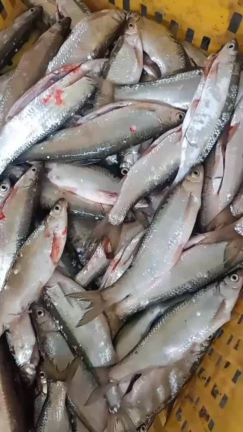餐条，小白条