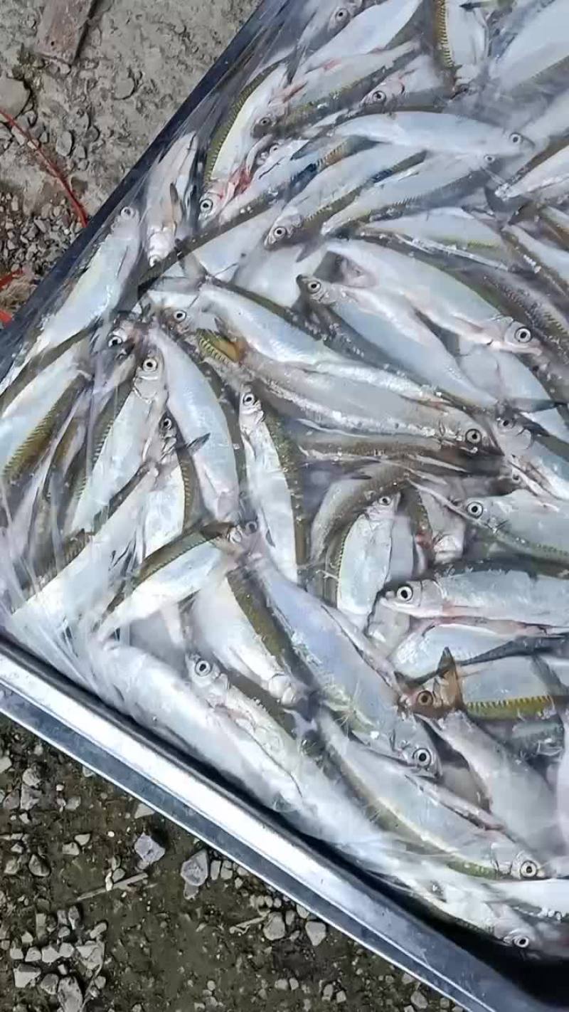 餐条，小白条