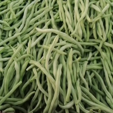 架豆王