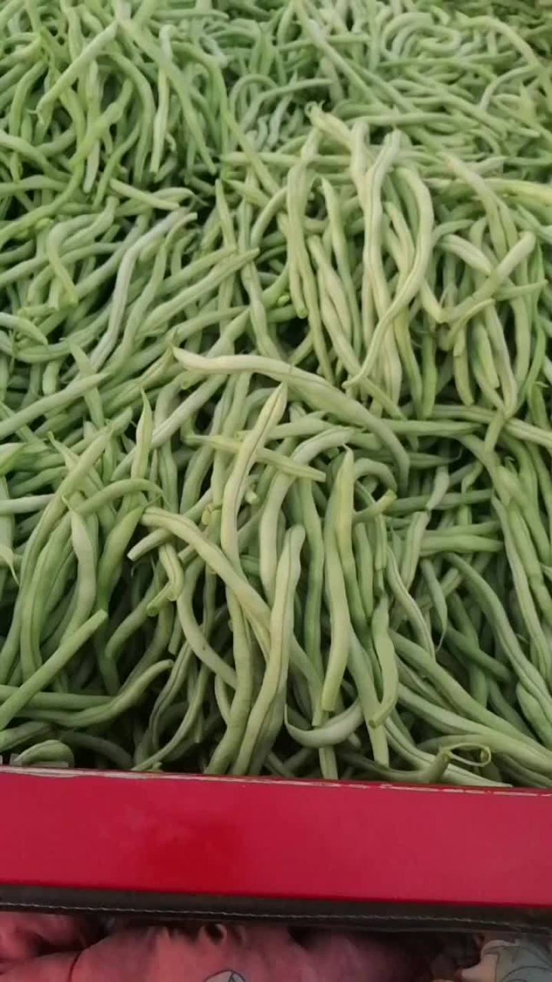 架豆王