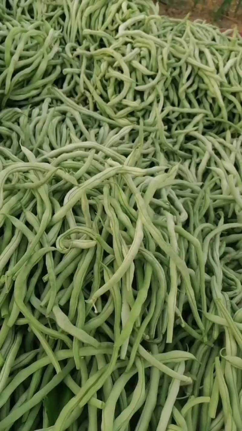 架豆王
