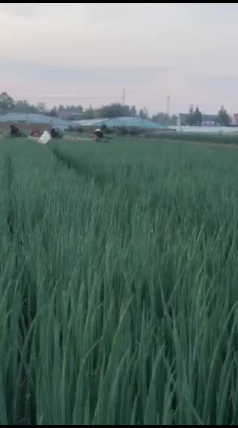 6月8号，葱苗基地继续发货，有需要麦茬葱苗的老板抓紧联系