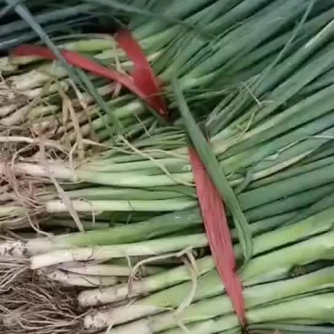 6月8号，葱苗基地继续发货，有需要麦茬葱苗的老板抓紧联系