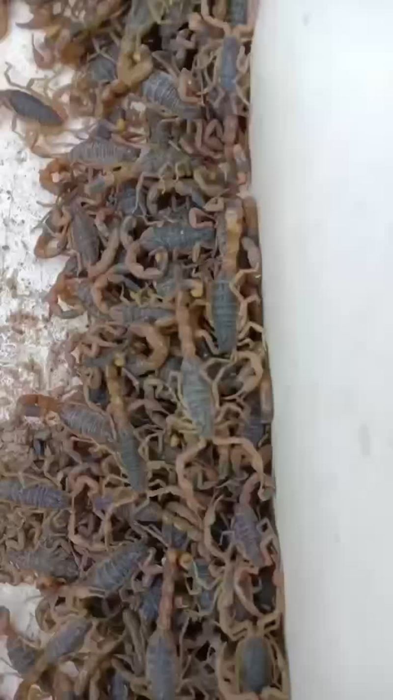 蝎子