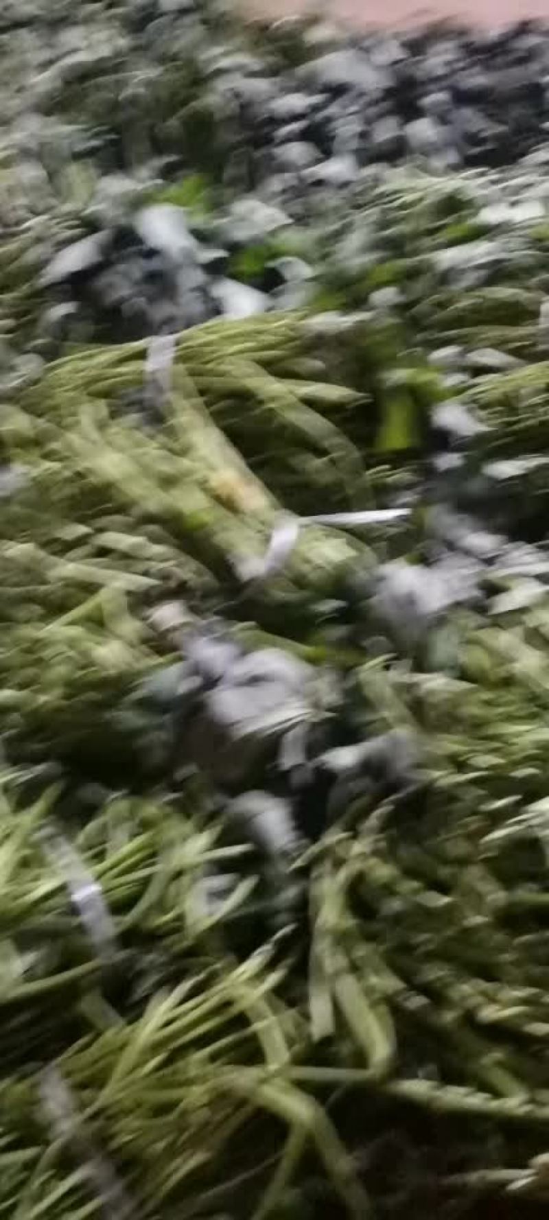 红薯苗常年供应需要的老板随时联系提前预定更便宜