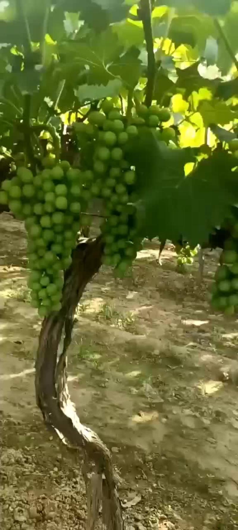 水果