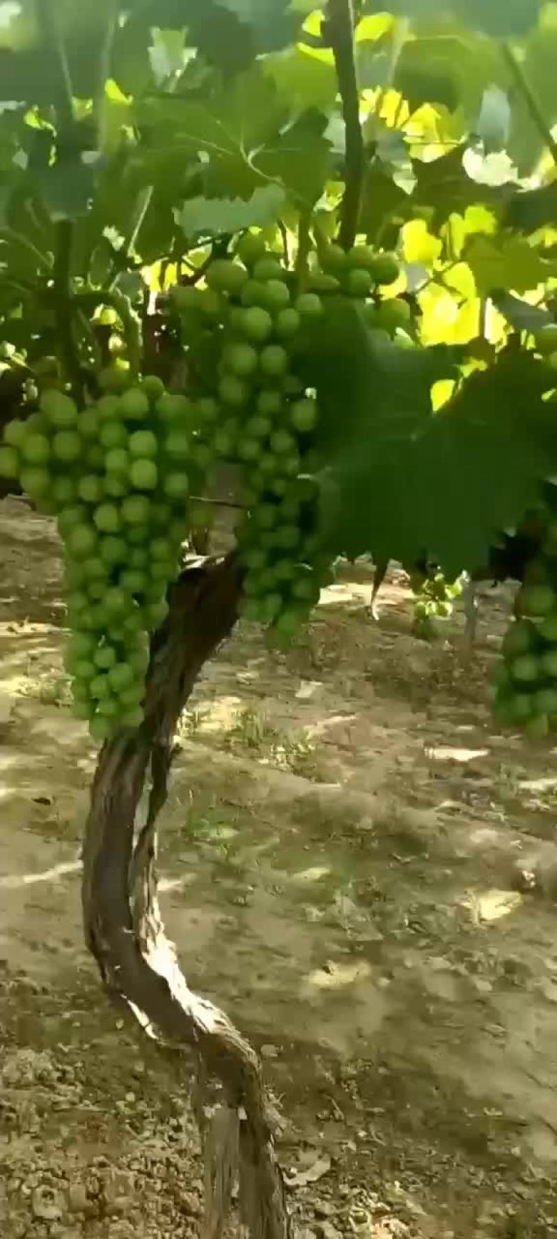 水果