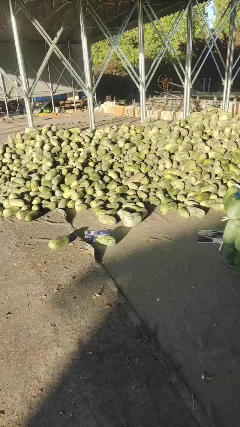 水果冬瓜，粉皮冬瓜