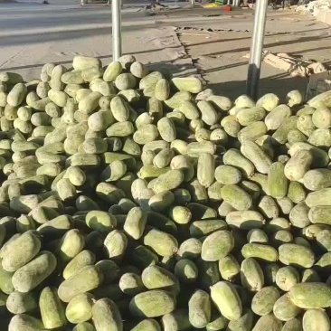 水果冬瓜，粉皮冬瓜