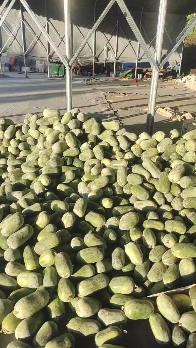 水果冬瓜，粉皮冬瓜