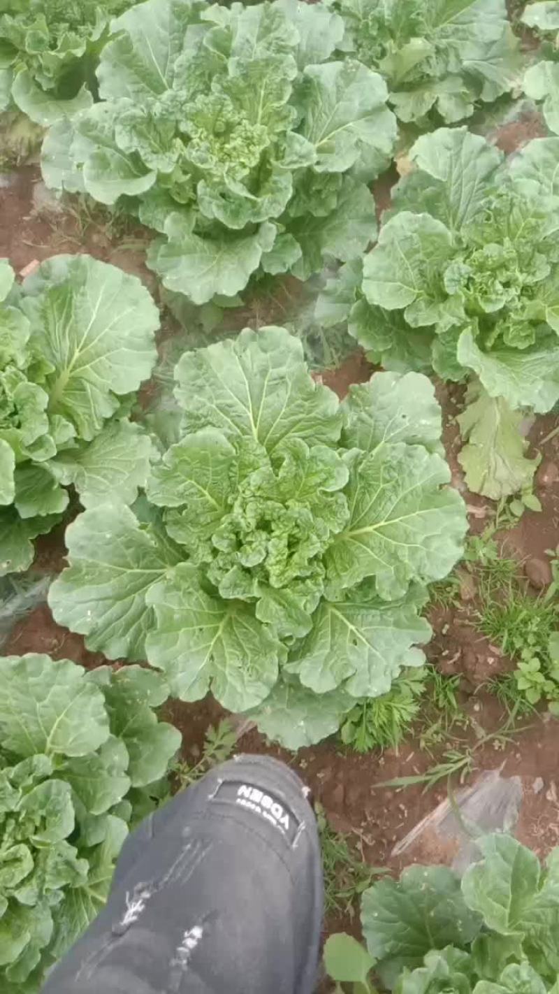 麻叶青白菜
