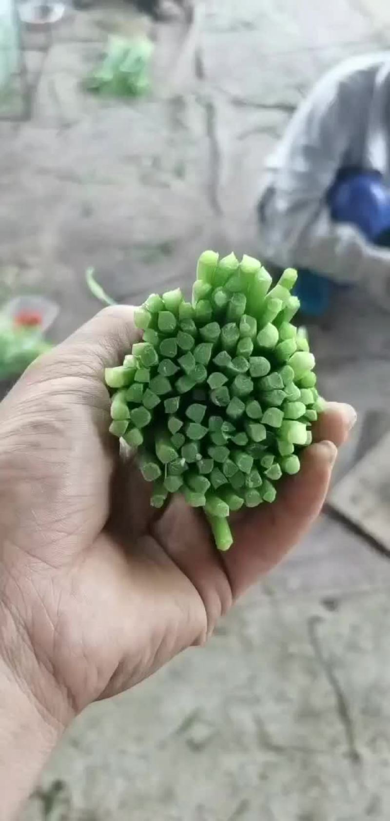 河北昌黎精品韭苔大量上市根白帽小欢迎预订