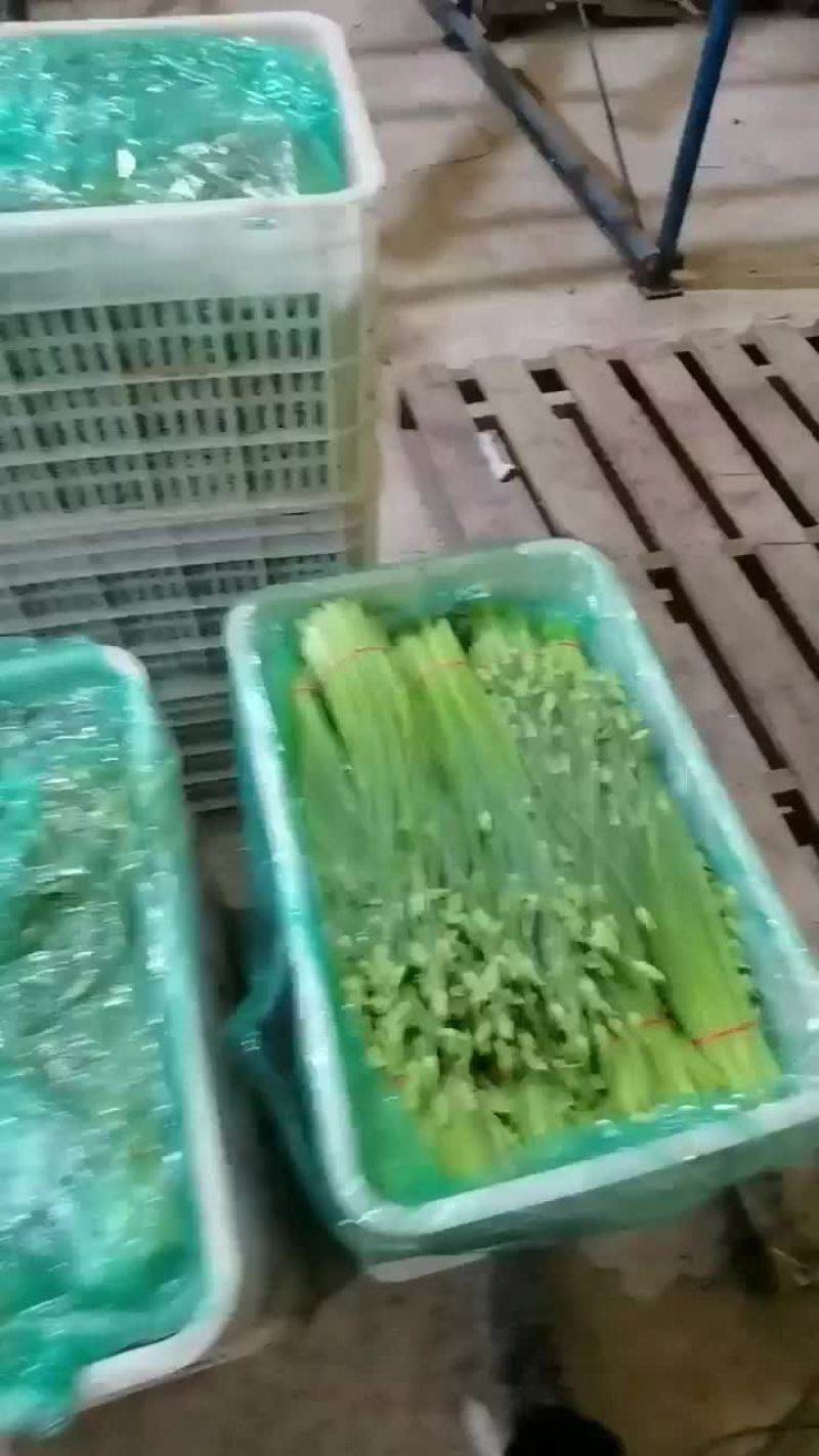 河北昌黎精品韭苔大量上市根白帽小欢迎预订