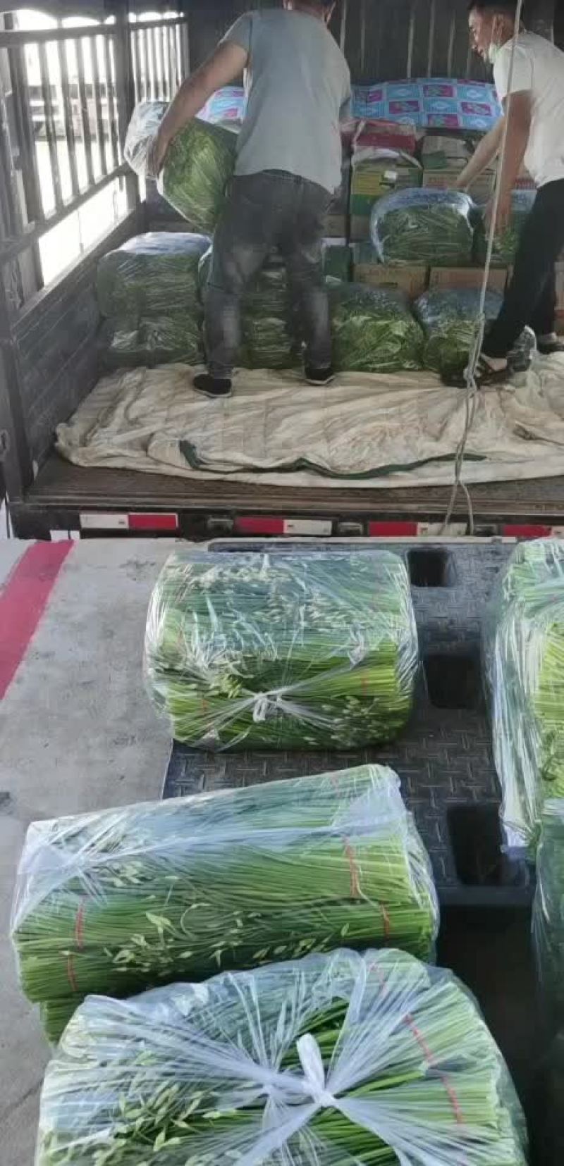 河北昌黎精品韭苔大量上市根白帽小欢迎预订
