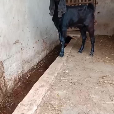 努比亚大马士革，种羊