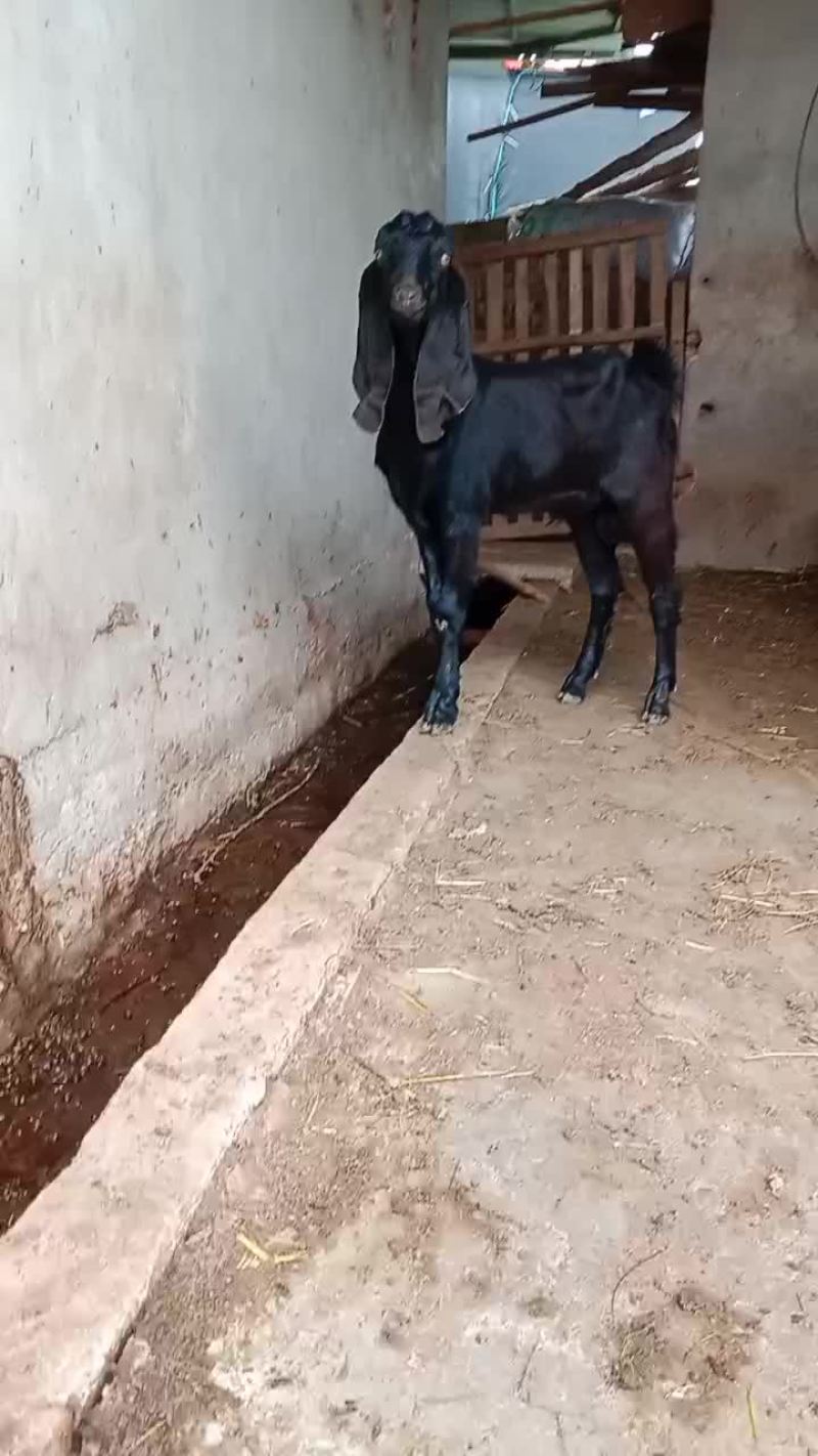 努比亚大马士革，种羊