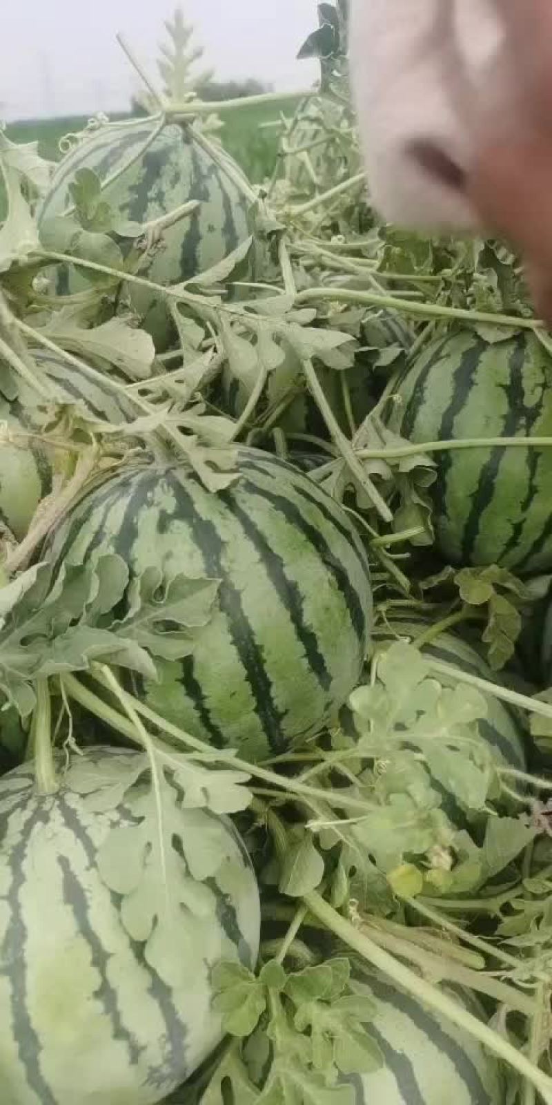 台头西瓜特别甜，清甜爽口！
