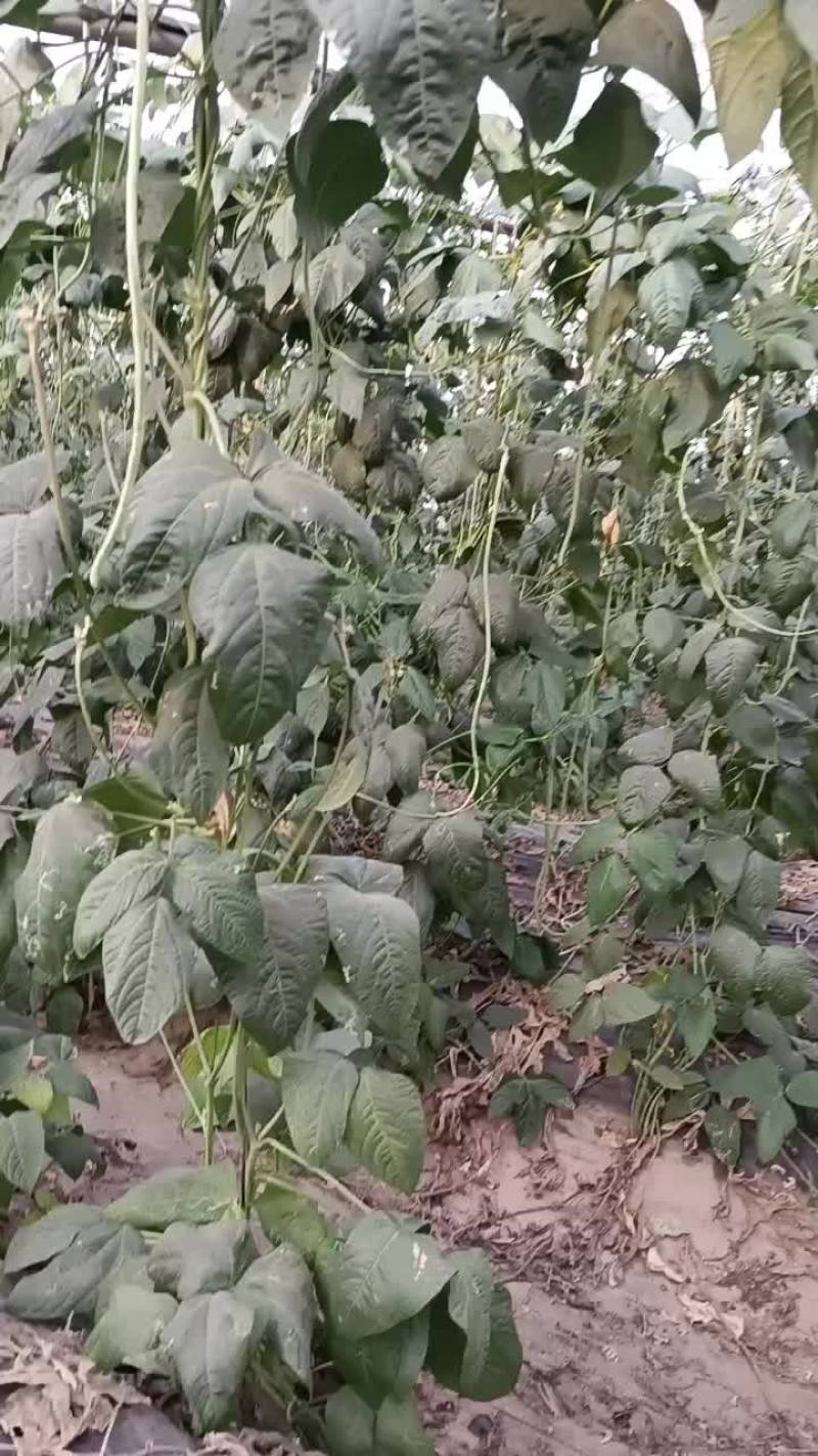长豆角上市
