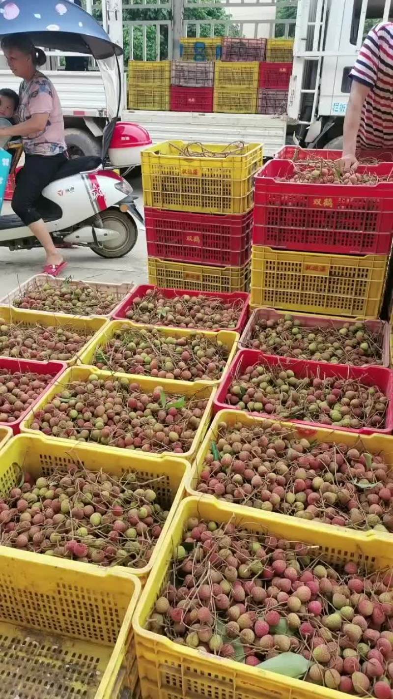 灵山本地黑叶大量上市。
