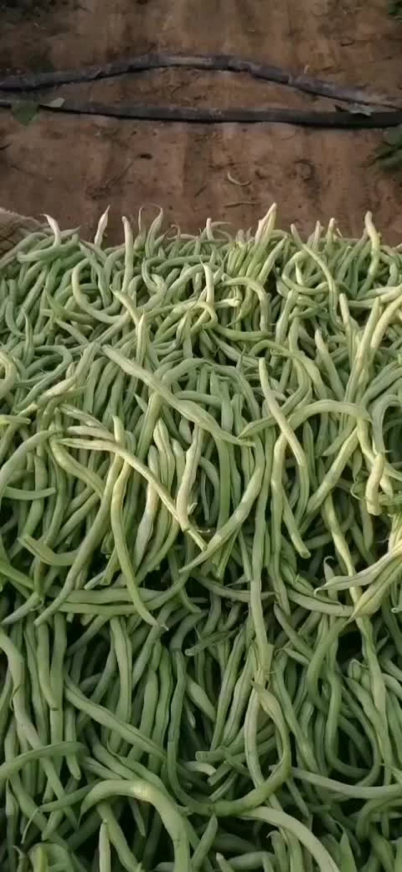 架豆王