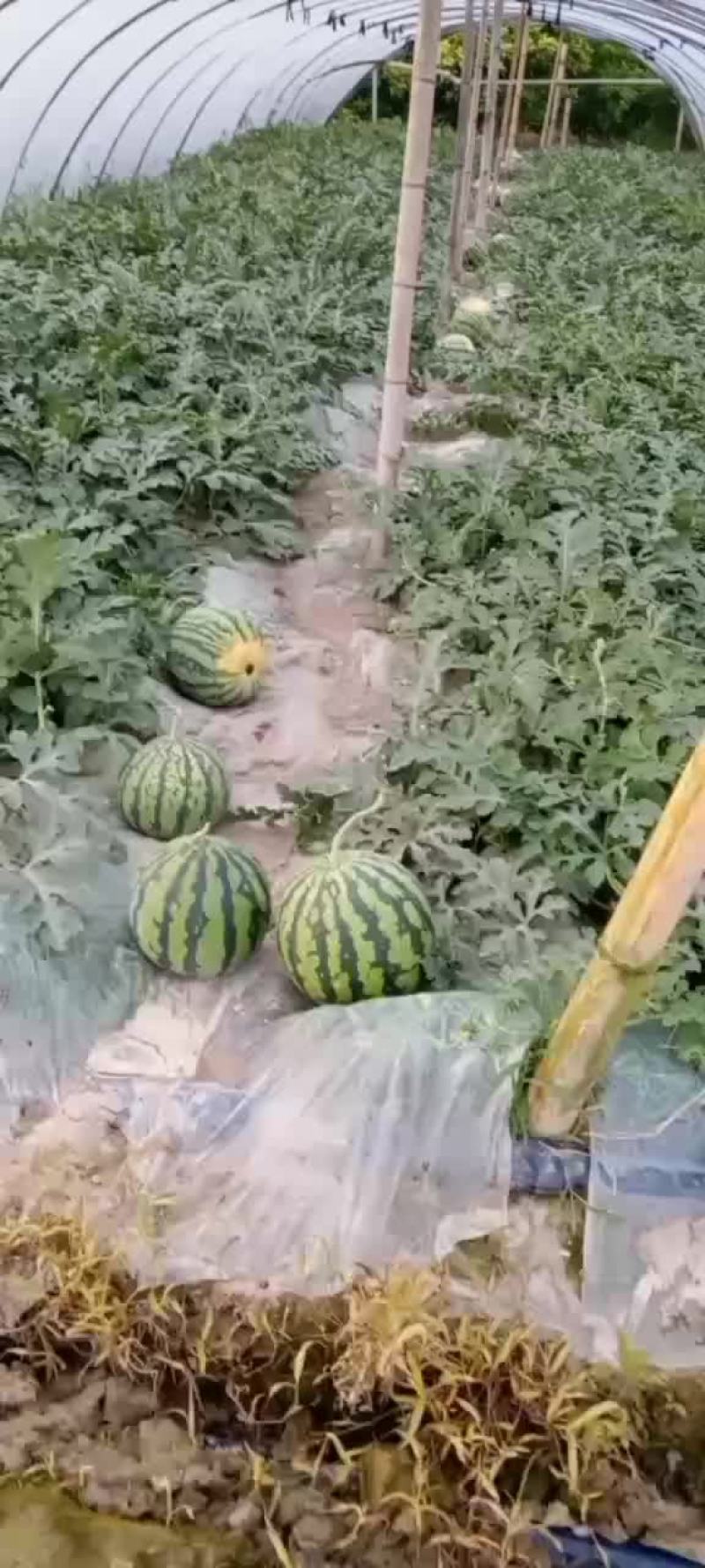 麒麟西瓜