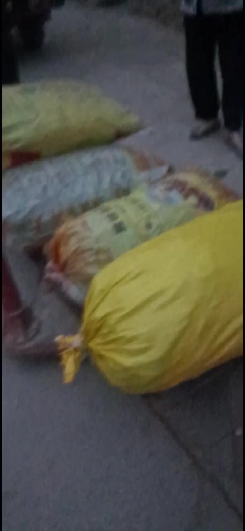 四季豆产地直发！货源充足，品质保证，诚信经营