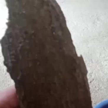 白术熊胆木皮