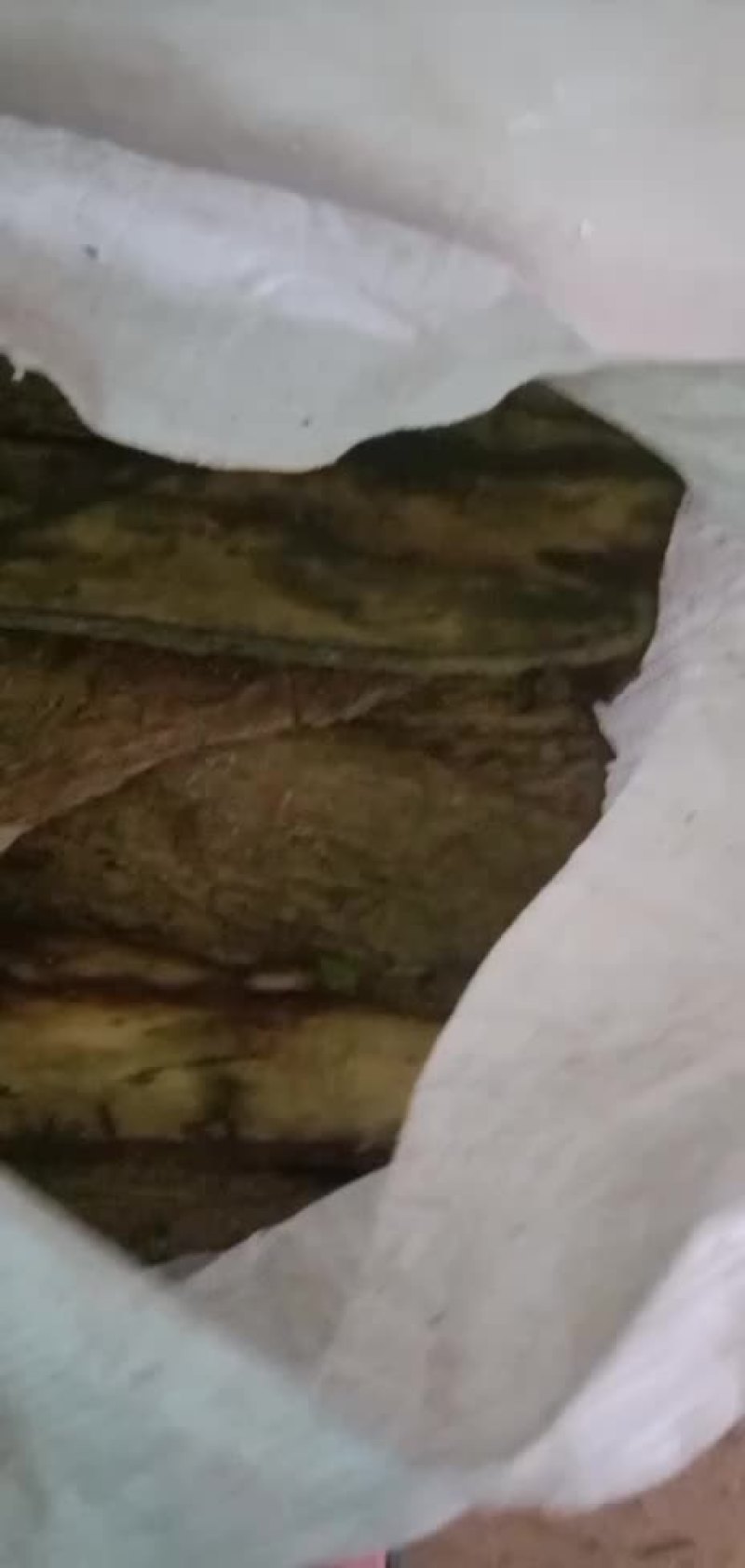 白术熊胆木皮