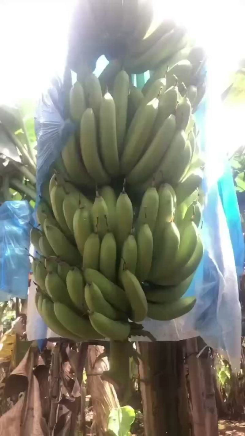 广东省湛江市香蕉。，