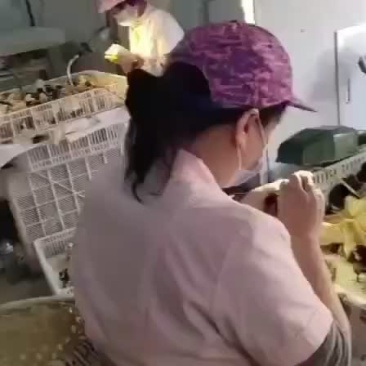 出壳鸡鸭鹅苗
