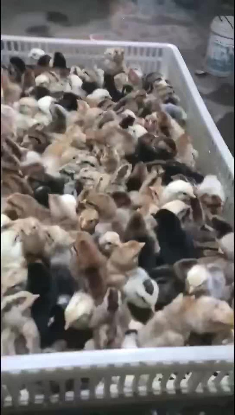 出壳鸡鸭鹅苗