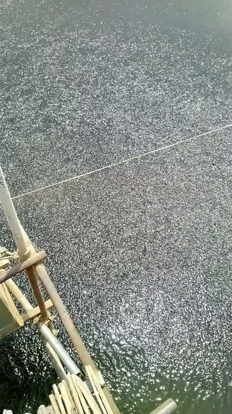 福瑞鲤3号百蓉草鱼苗