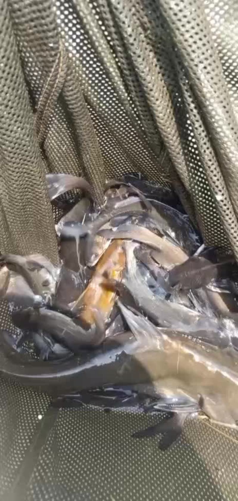 江黄鱼