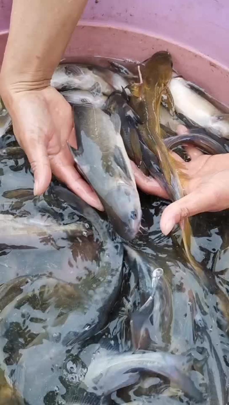 江黄鱼