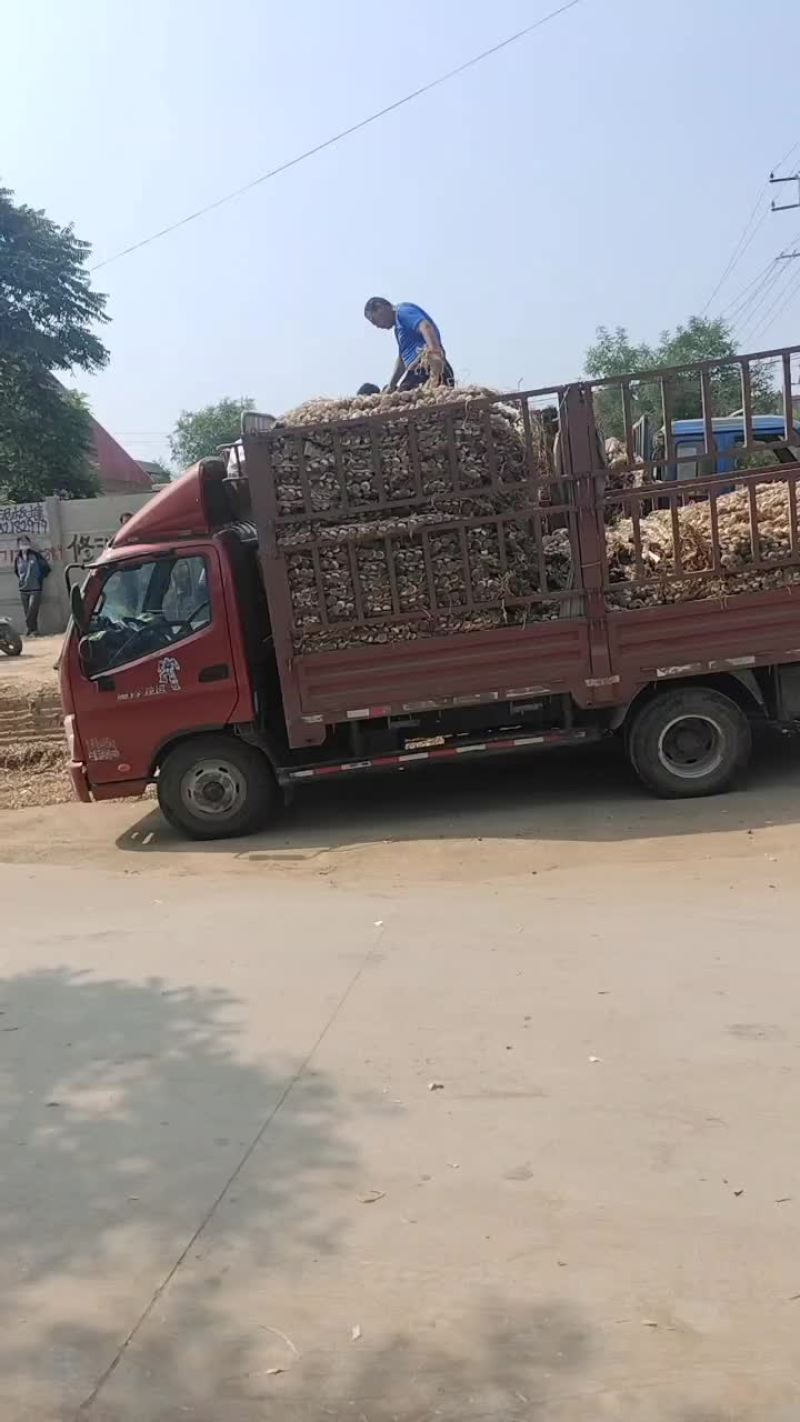 辨子蒜