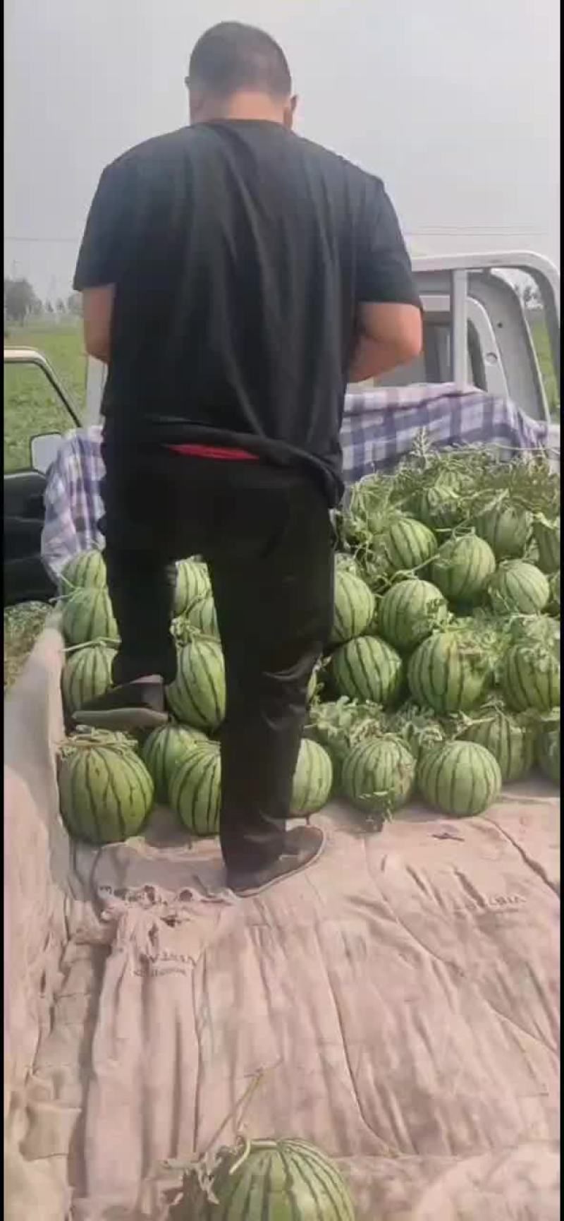 正宗陆地台头西瓜