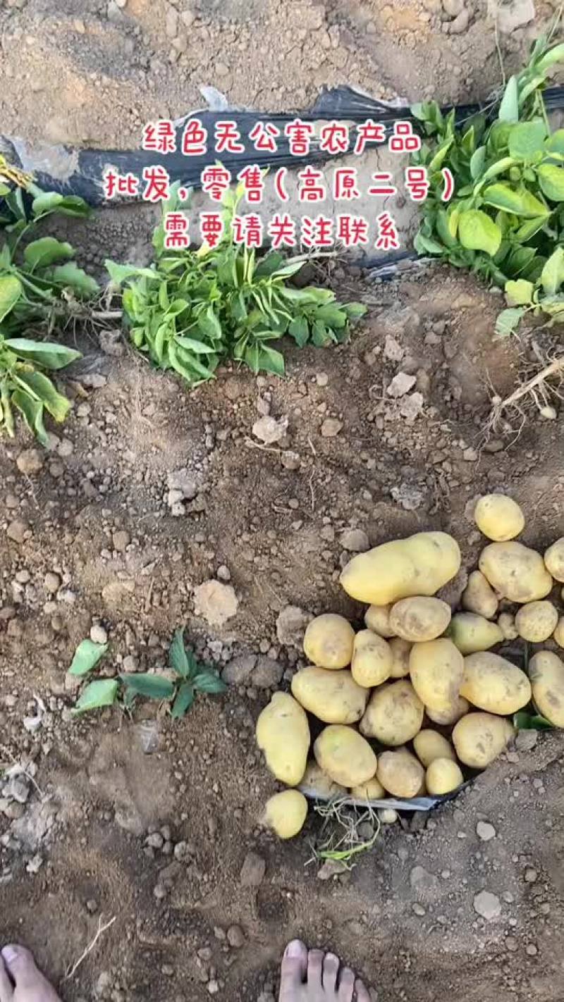 土豆