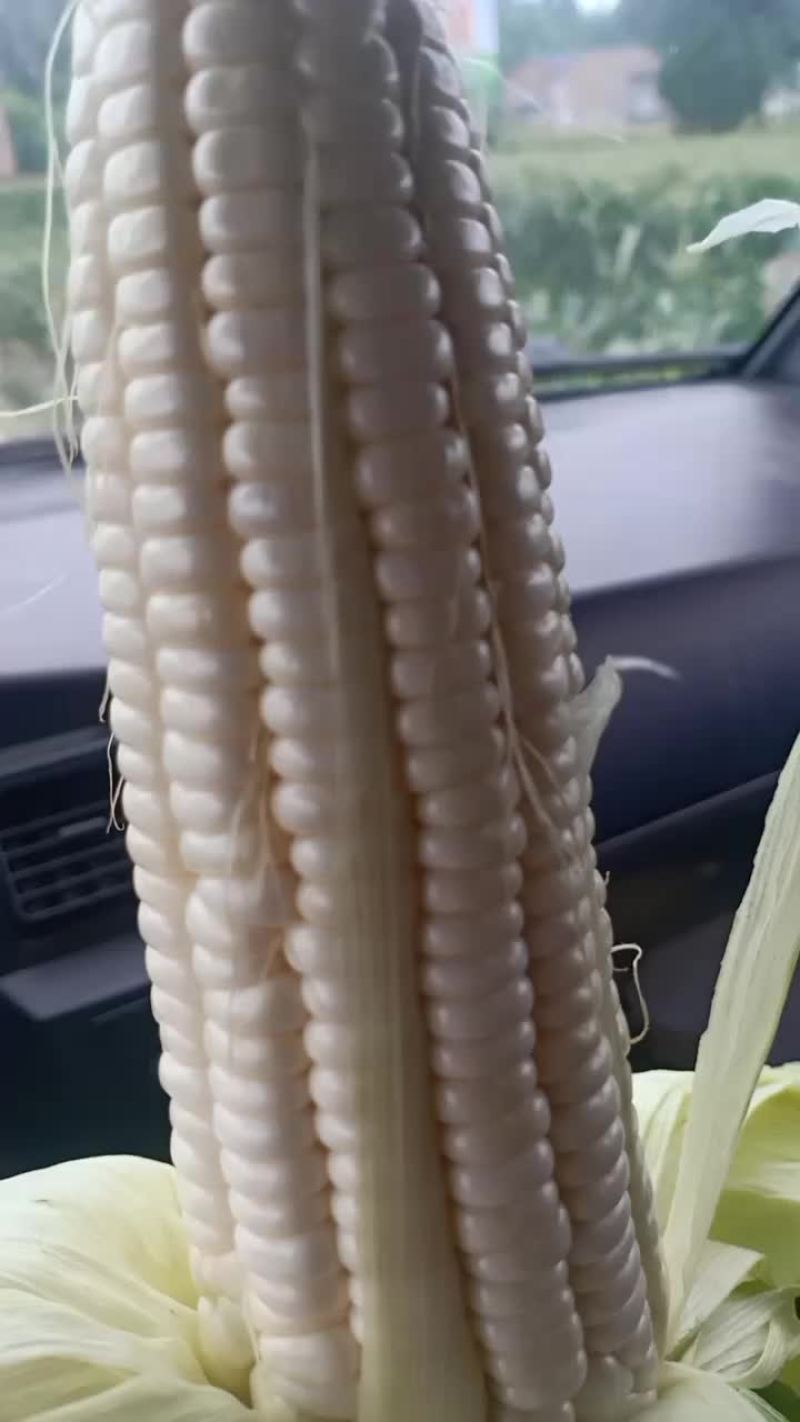 玉米甜糯188