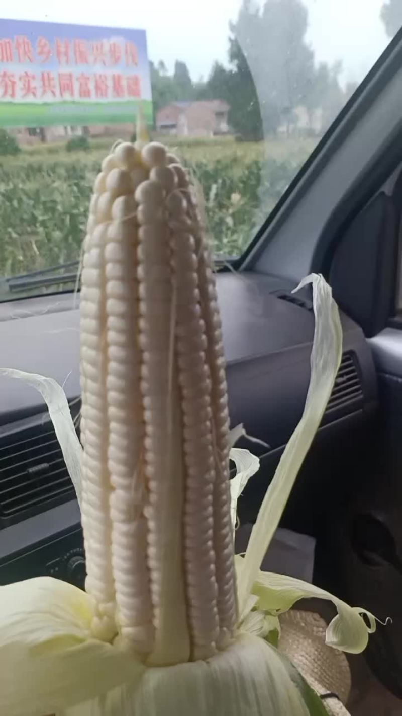 玉米甜糯188