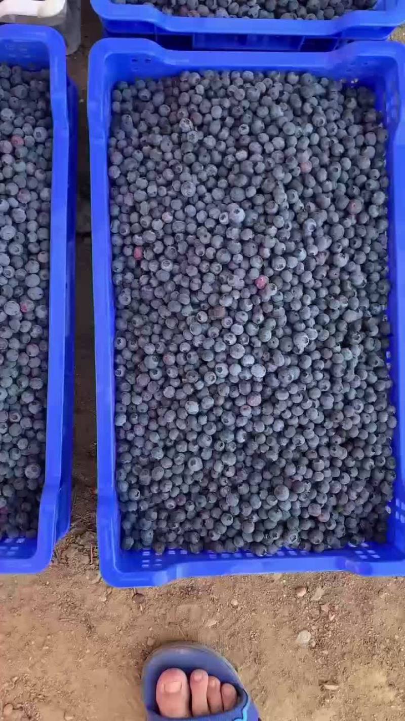 蓝莓