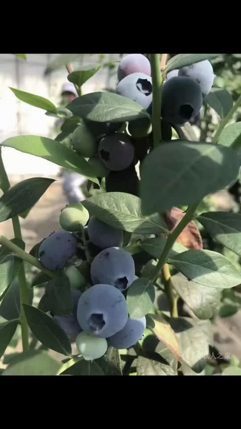 蓝莓