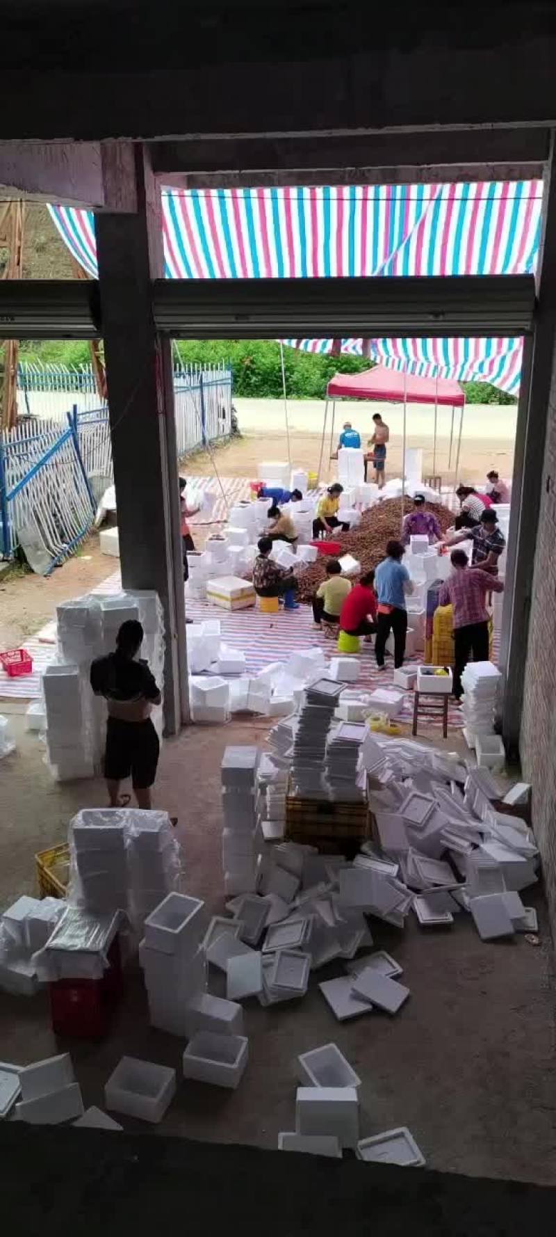 灵山荔枝黑叶。