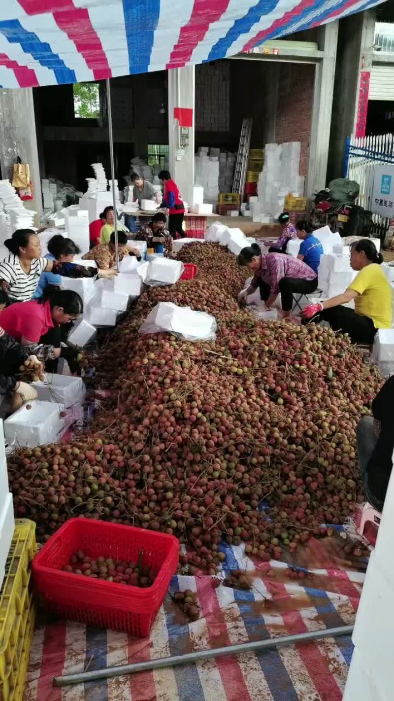 灵山荔枝黑叶。