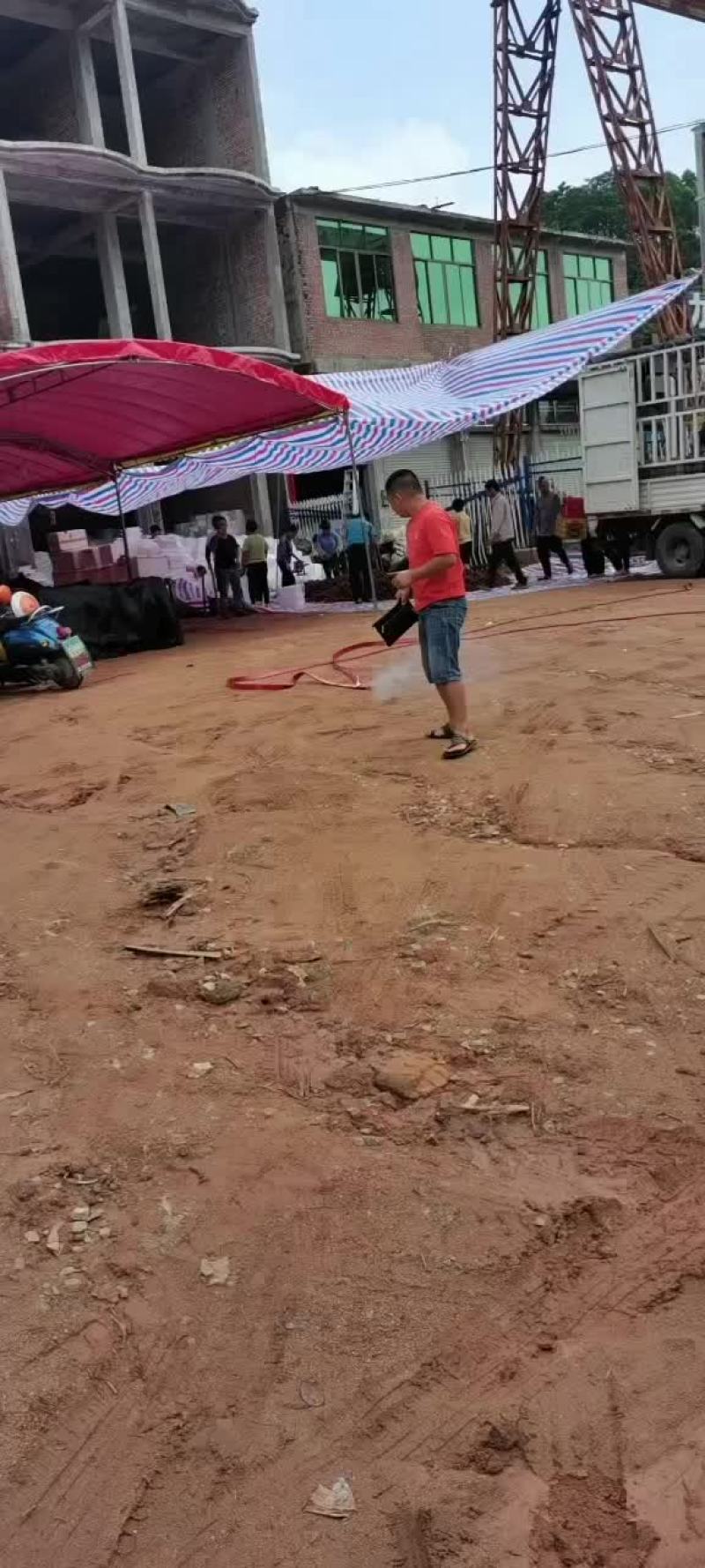 灵山荔枝黑叶。