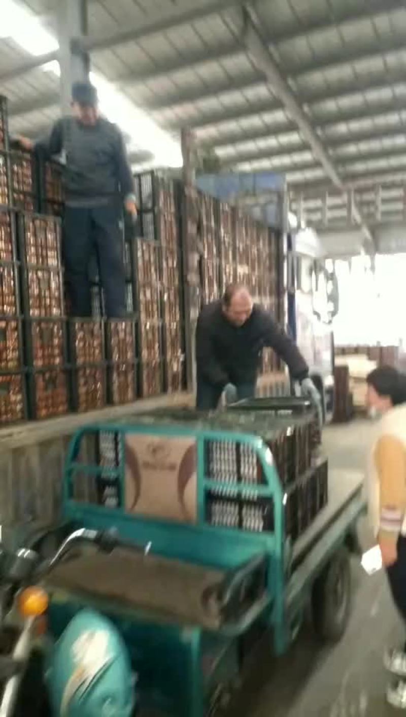 云南和湖南，湖北约密桔