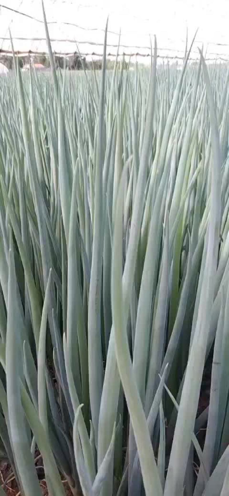 香葱大量上市，天天装车