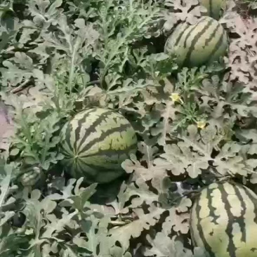 西瓜
