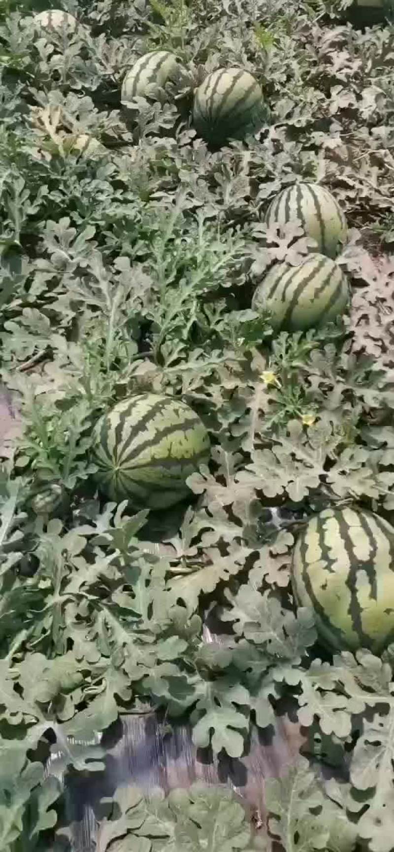 西瓜