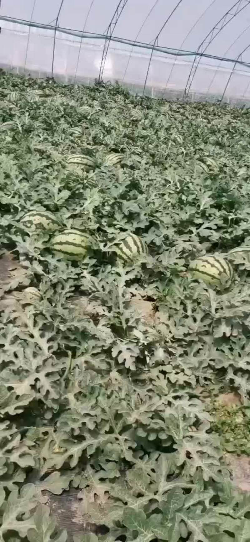 西瓜